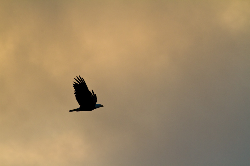 Bald Eagle In Flight At Sunrise